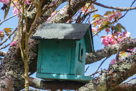 粉色的春天在日本樱桃树的花园里放绿鸟屋分支巢图片