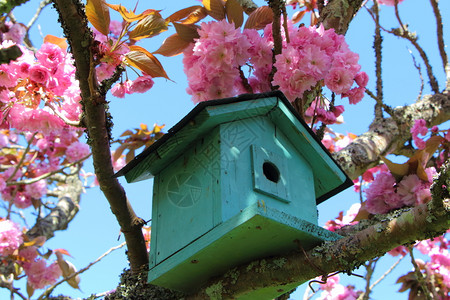 鸟樱桃粉一种绿色鸟屋在日本樱桃树上有粉红花野生动物鸟巢背景
