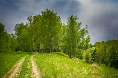 桦木春日通往美丽的白树林森道路向植物图片