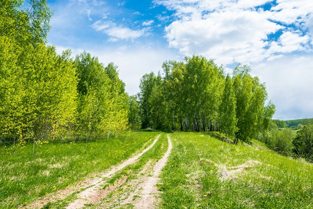 植物绿色春日通往美丽的白树林森道路自然图片