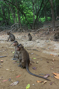 栖息在岛上的野生恒河猴群图片