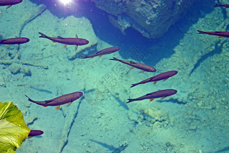 淡水下棕色的很多鳟鱼在水晶清澈的中游泳图片