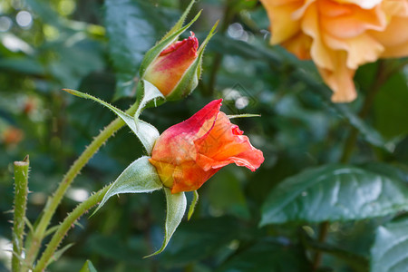 花瓣橙子春天在园的橘子玫瑰外部图片
