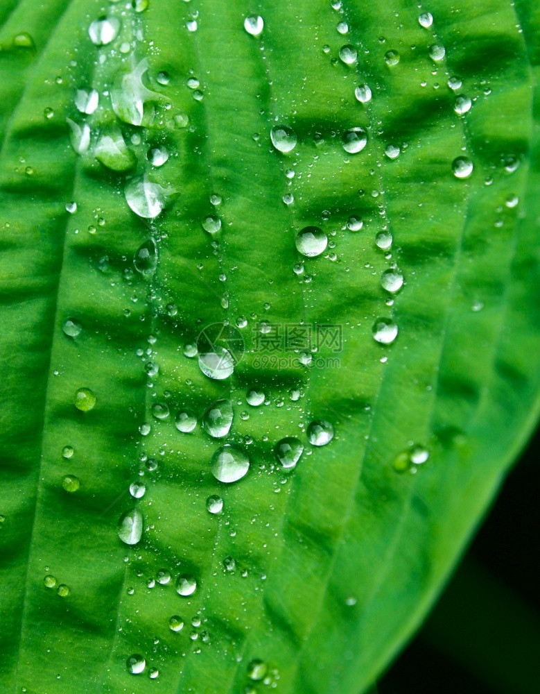 绿色植物叶子上的小清澈水滴雨自然花园图片