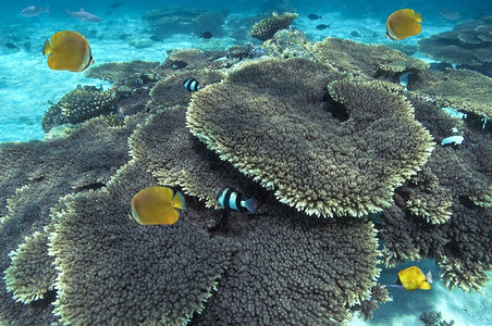 海洋艾伦珊瑚礁北印度洋马尔代夫南阿里环礁岛的珊瑚图片