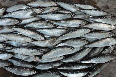 渔业新鲜桩鱼市集小文达斯Vindace接近图片