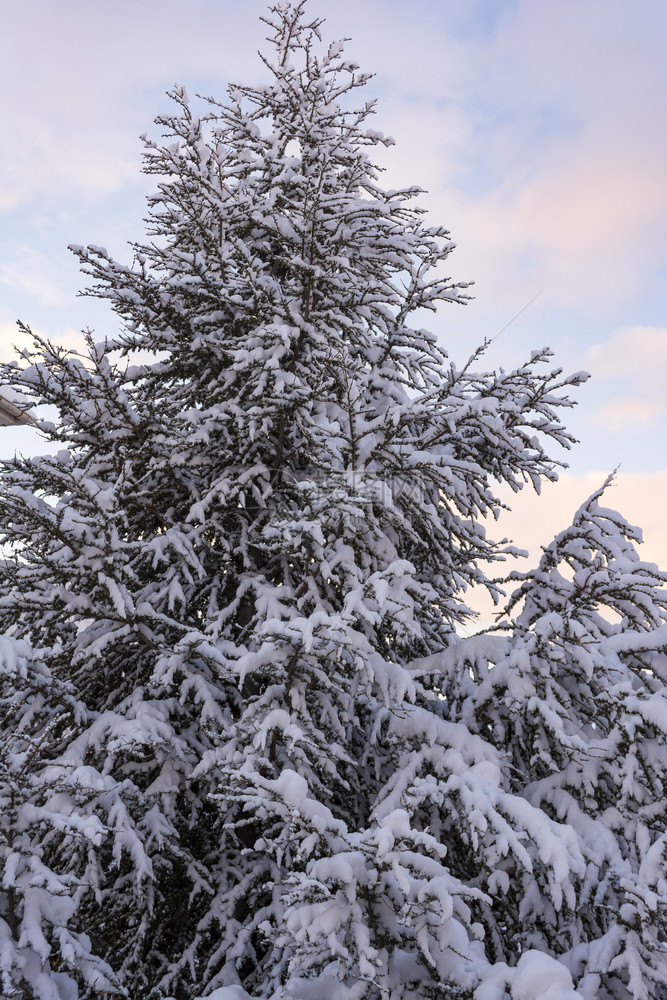 季节景观冬天树背雅典希腊冬天树背景寒冷的图片