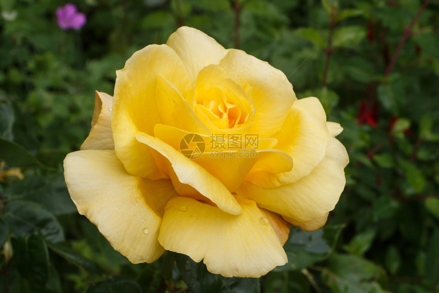 自然露滴黄玫瑰春天在花园中露水蔬菜图片