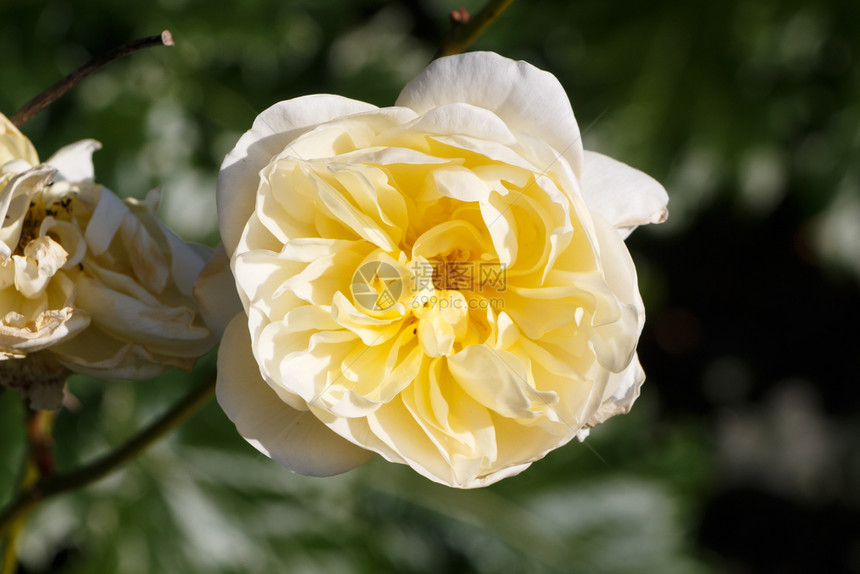 春天黄玫瑰在花园里户外植物蔬菜图片