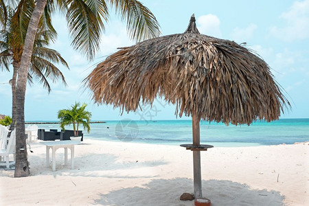 户外水色加勒比海热带岛屿阿鲁巴和加勒比热带树图片