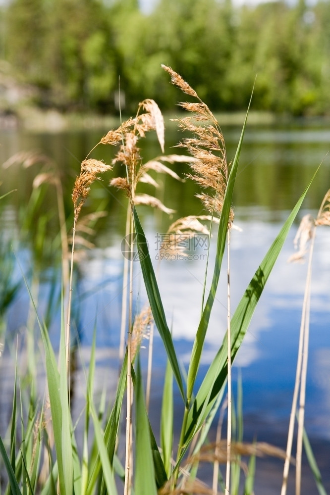欧洲自然植物夏天在湖岸边的Rushes图片