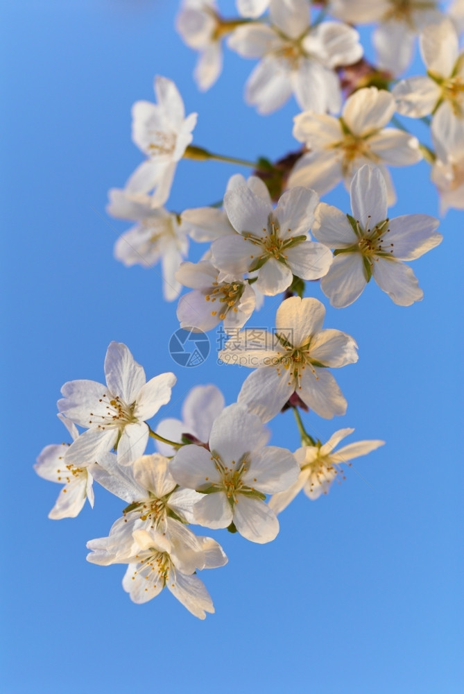 春天花园植物然蓝色空背景上的苹果树花朵图片