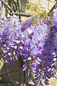 花的紫藤色在布列塔尼春天将紫维斯特利亚花朵贴在一栋房子墙上图片