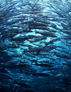 游泳的钓鱼浅滩群在蓝色海水中冲上来拥挤的鱼群图片