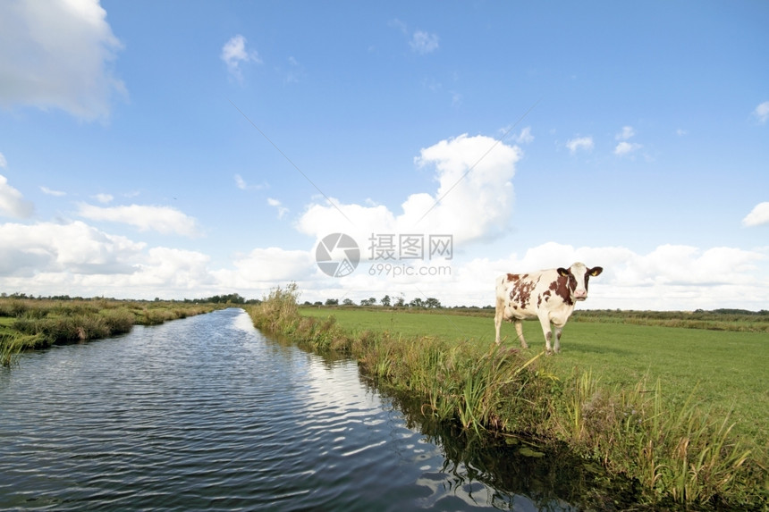 哺乳动物户外带草地水云层和奶牛的典型宽阔荷兰丘景观字段图片