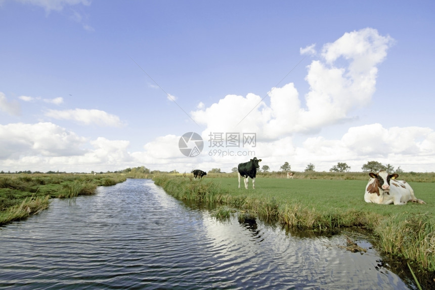 带草地水云层和奶牛的典型宽阔荷兰丘景观典型的农村草原图片