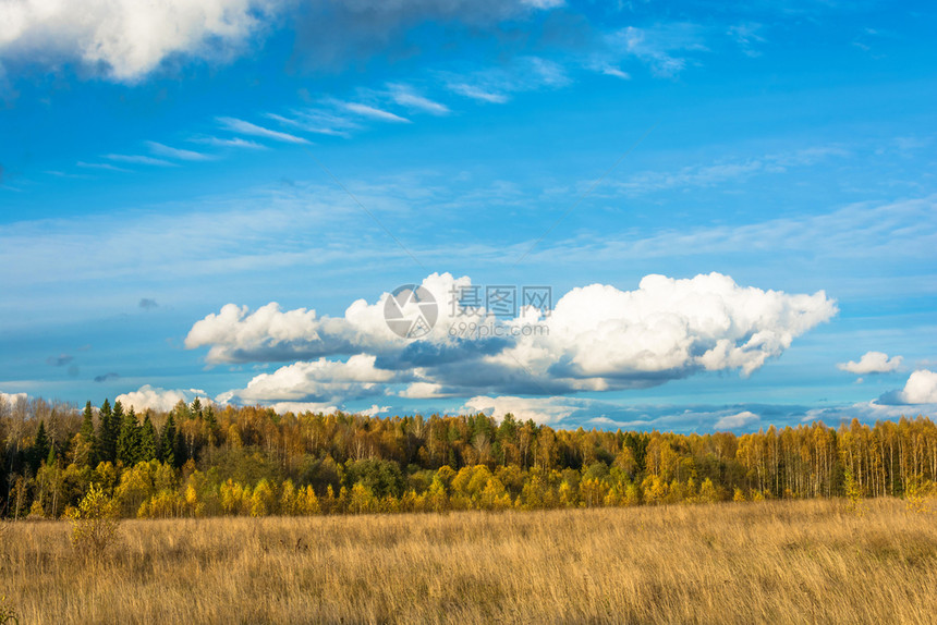蓝天白云下的秋景森林图片
