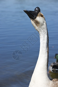 SwanGoose颈部伸展城市公园内有蓝水背景脖子野生动物图片