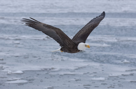 白头鹰飞过海湾亨德森秃猛禽图片