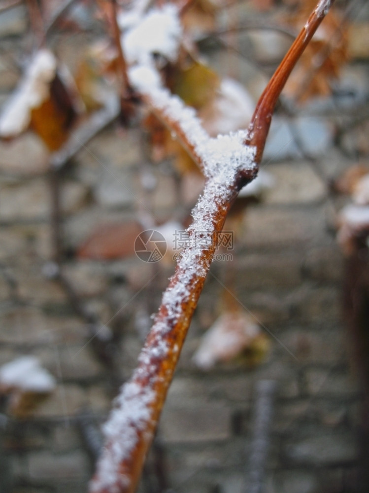 十一月冻结白色的树枝和叶上第一次下雪图片