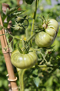 绿色的西红柿图片