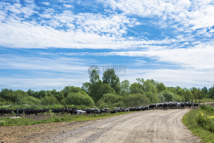 自然农业俄罗斯夏季日在一条农村公路上的大批牛群奶图片
