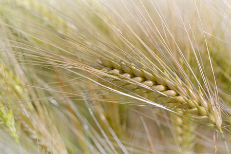 乡村的夏季在田里种植小麦的金耳朵上闭着稻草种子图片