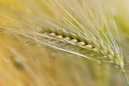 生长夏天季在田里种植小麦的金耳朵上闭着农场图片