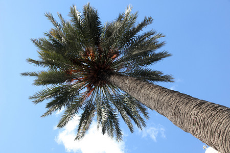 大的棕榈树图片