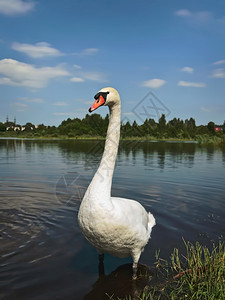 动物宁静在蓝湖游泳的白天鹅蓝色图片