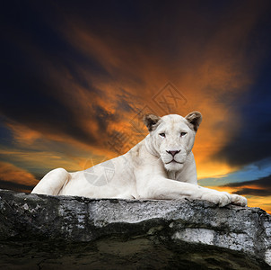 昏暗坐在悬崖上与美丽的阴阳天空对面白狮子危险母图片