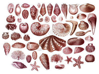 古老的外来海壳雕刻旧收藏式海壳外贝放星自然图片