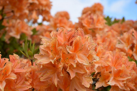 灌木英格兰盛开的橙橘花朵中美丽的一团开花簇图片