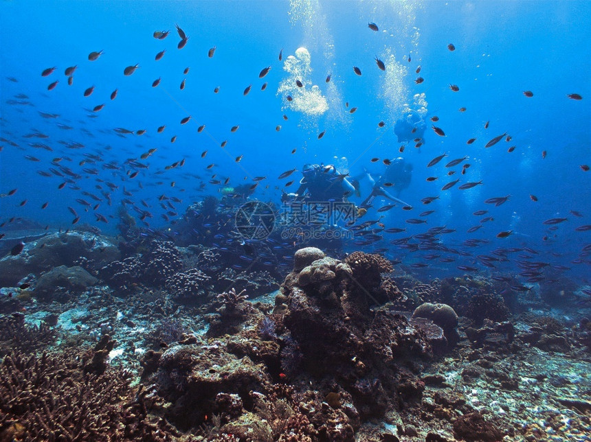 明信片深的水族馆肺图片