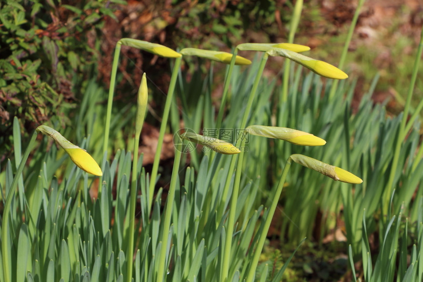春天花的园艺初在花里产黄色的蜜芽图片