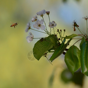 飞到树上种白花的蜜蜂园糖飞行图片