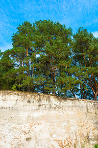 阳光明媚的一天在沙悬崖边缘的青绿松林树环境自然图片