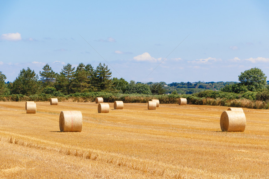 夏天农场稻草布列塔尼庄稼收获后在田地中种植草篮图片