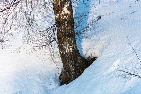 白桦木Birch树干和枝没有叶子与夜晚阳光下白雪相对植物图片