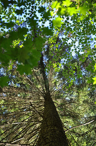 森林阳光季节树上紧闭的绿叶图片