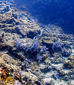 蛇鱼动物深的珊瑚礁上带条海蛇蓝色背景
