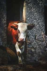 动物农场牧一头牛从马棚里出来图片