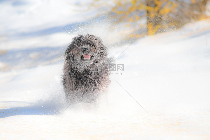 首届秋天下雪时毛黑狗跑来去跳跃乐趣第一的图片