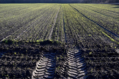 庄稼在耕种的田地上在荷兰种植冬季作物景观耕地图片