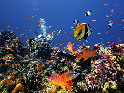 潜水员浮珊瑚礁热带鱼类有潜水器海洋图片