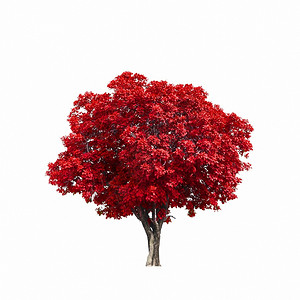 季节森林叶子白色背景上隔绝的美丽红树白底图片