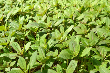 花小春繁忙利兹植物在田野静脉一种背景图片