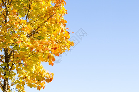 蓝天下的金黄色树木图片