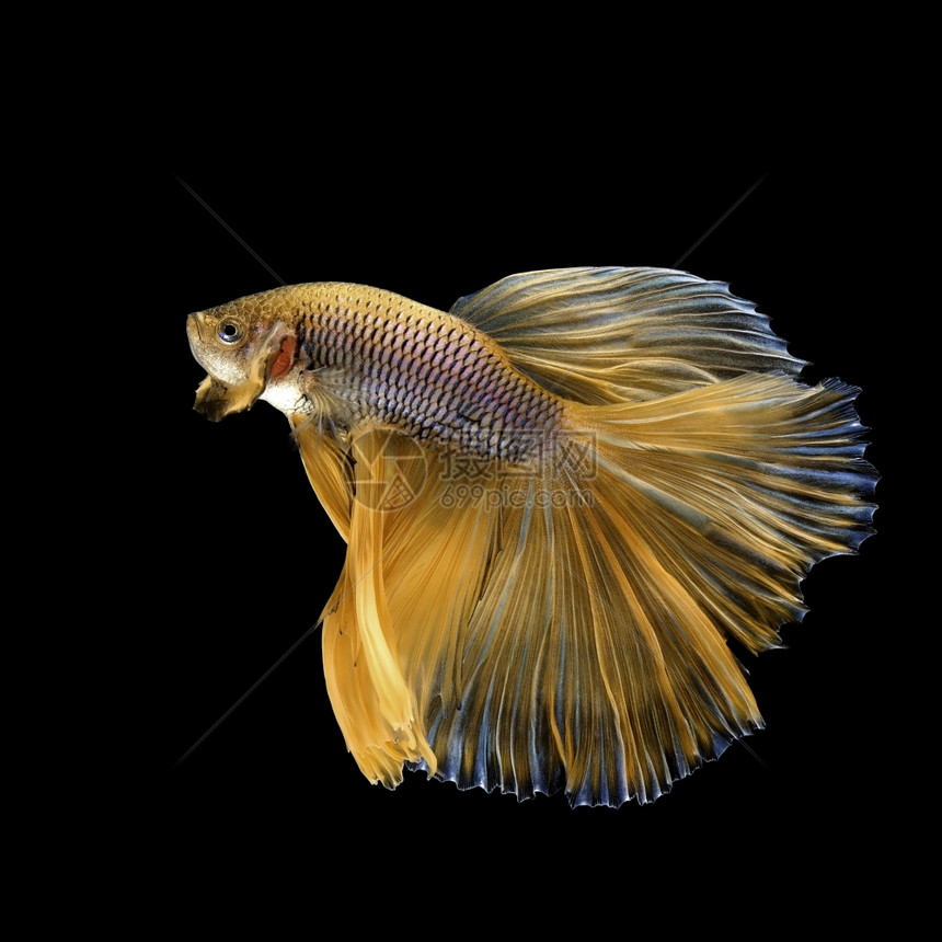 水下金色斗鱼图片