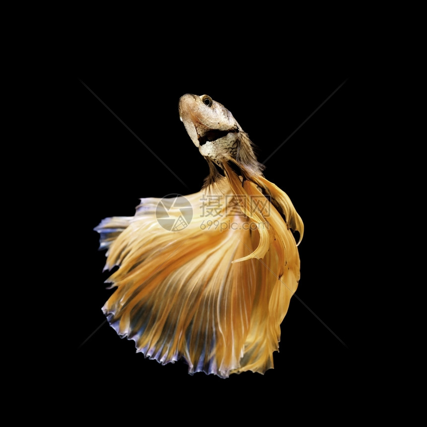 水中游动的金色斗鱼图片